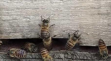 怎么看蜂群有没有失王 怎么判断蜂群是否失王