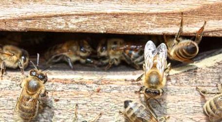 蜜蜂如何并群才不打架 蜜蜂怎么合群不会打架