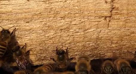 新收的蜜蜂为什么不做巢 新收的蜜蜂多久会筑巢