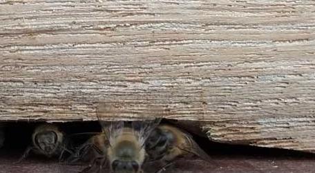 蜂巢口有少许死蜂 为什么蜂箱口很多死蜂