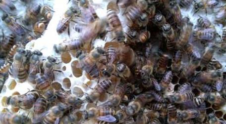 蜜蜂怎样才能安全过冬 冬天怎么保护蜜蜂过冬
