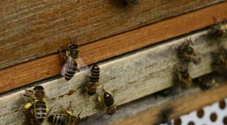 蜜蜂养殖的关键性技术（图说蜜蜂养殖关键技术）