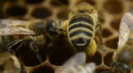 单独养一只蜜蜂怎么养 冬天单独养一只蜜蜂怎么养