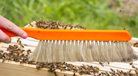 在哪里可以学养蜂技术 我想学养蜂技术