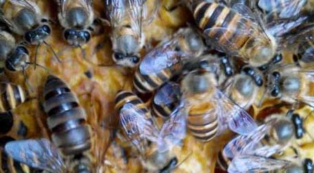 蜜蜂春繁为什么要保温 蜜蜂春繁温度
