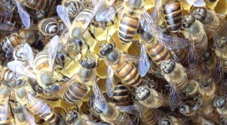 蜜蜂春繁为什么要紧脾 蜜蜂春繁加脾