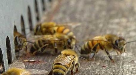 蜜蜂养殖技术及注意事项 蜜蜂饲养管理的技术要点