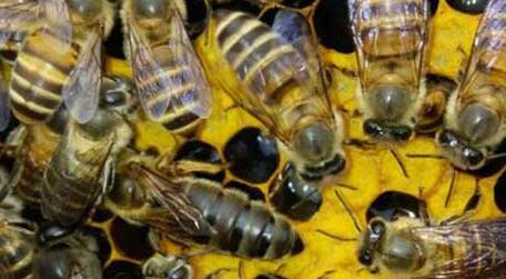 蜜蜂自然分蜂好还是人工分蜂好 自然分蜂好还是人工分蜂好