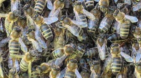 蜜蜂自然分蜂会飞多远 蜜蜂分蜂能飞多远