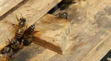 蜜蜂在巢门结团怎么回事 蜜蜂老是在巢门一团