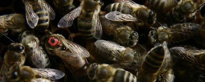蜂群是由什么组成的 蜂群是由哪些成员构成的