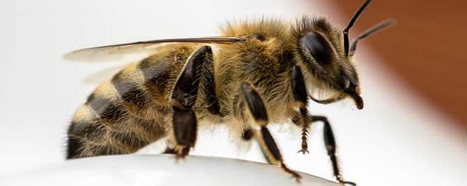 蜜蜂是昆虫类还是动物类 蜜蜂属于动物还是昆虫