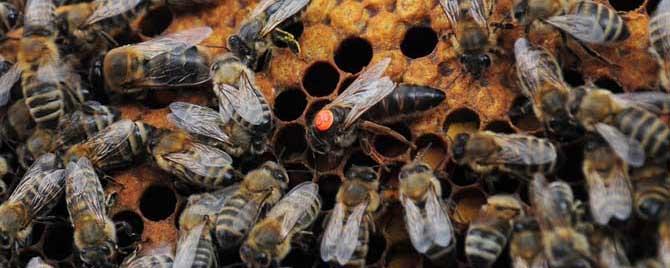 蜂群中的蜜蜂是怎样分工的（蜂群是怎么分工的）