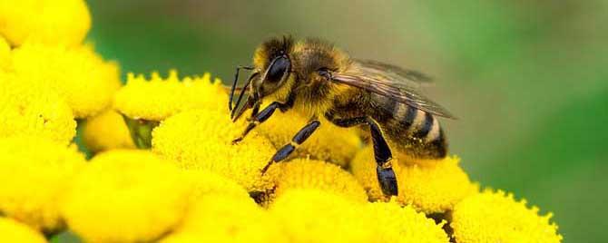 蜜蜂最喜欢什么颜色的花 蜜蜂喜欢颜色什么味道什么的花朵