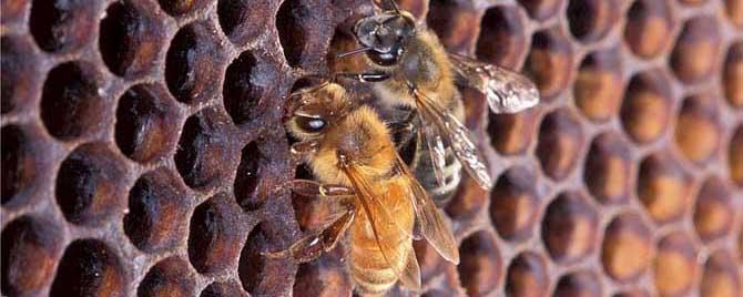 蜜蜂是如何建造蜂巢的 蜜蜂是用什么修筑蜂巢的