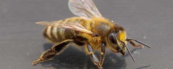世界上一共有多少种蜜蜂 有多少种蜜蜂?
