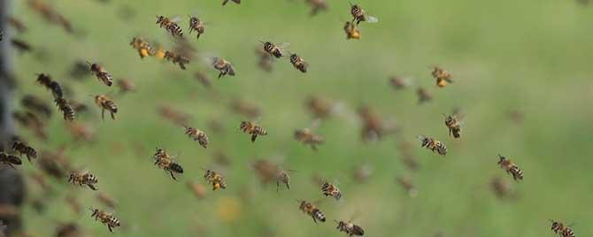 蜜蜂为什么能找到回家的路（蜜蜂为什么能找到回家的路而被称为什么）
