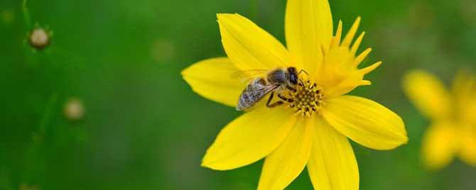 蜜蜂属于益虫还是害虫 蜜蜂到底是益虫还是害虫