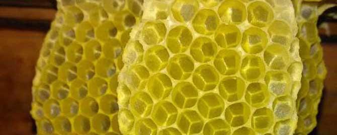 蜜蜂如何筑蜂巢 蜜蜂是怎么修筑蜂巢的