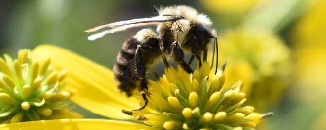 蜜蜂是怎么采花粉和花蜜的 蜜蜂是采花蜜还是采花粉