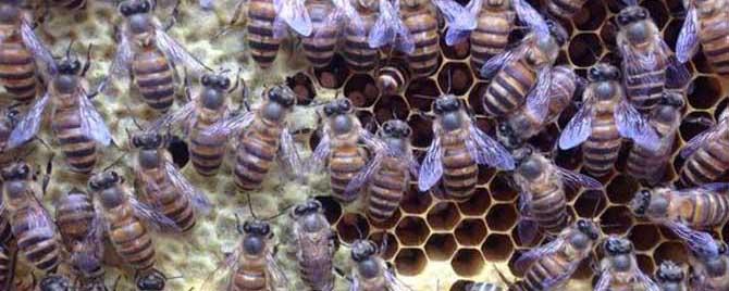 蜂王藏在蜂群什么位置 蜂王一般在蜂群的什么位置