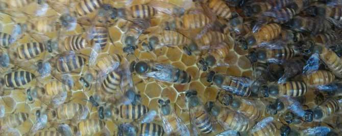 蜂王和工蜂是什么性别? 蜂王和工蜂是什么性别