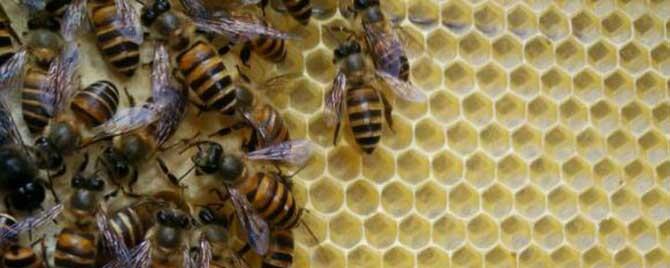 蜂王会离开自己的蜂巢吗 为什么蜜蜂离开了蜂王就会死