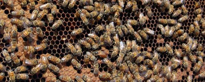 蜂王在蜂群中有什么作用 蜜蜂里的蜂王有什么作用