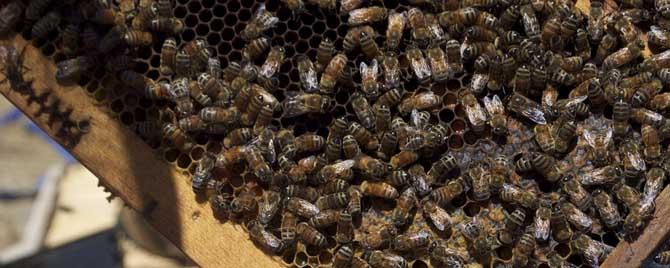 蜂王死了蜜蜂还采蜜吗 为什么蜜蜂采蜜后会死