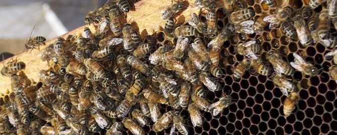 蜂王为什么比工蜂活得长 工蜂会变成蜂王吗