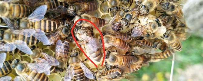 一个蜂群中有几只蜂王 一群胡蜂有多少蜂王