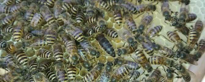 没有蜂王的蜂群能活多久 蜂群没有了蜂王会怎样