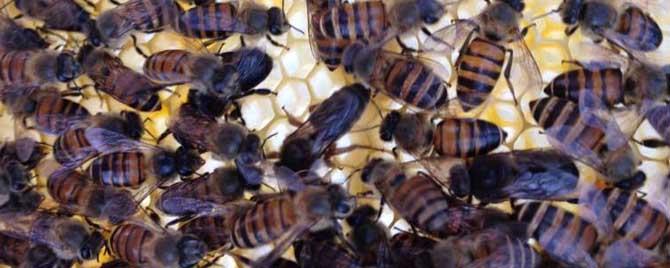 蜜蜂会保护蜂王吗 蜜蜂为什么要保护蜂王