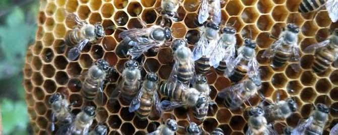 工蜂产卵出来的是什么蜂 工蜂是怎么产生的