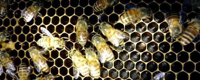 工蜂吃什么食物长大的 工蜂主要吃哪种东西