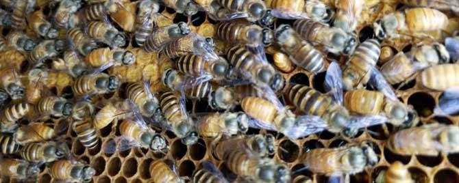 蜂群中有多少只工蜂 蜂群有多少只蜜蜂