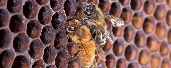 蜜蜂工蜂是公的还是母的 工蜂是公的还是母的