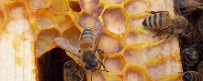 工蜂的寿命是多长时间 工蜂的寿命是多长时间?