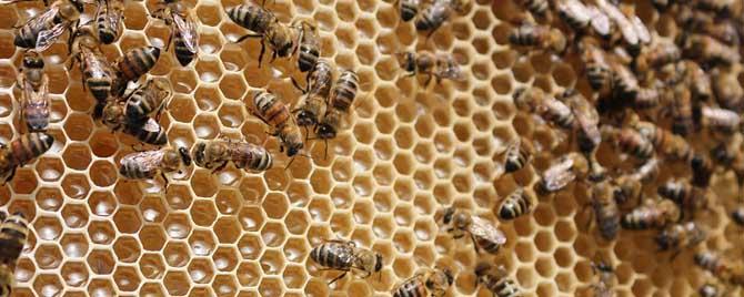 蜂群中有哪些类型的工蜂 蜜蜂种类工蜂