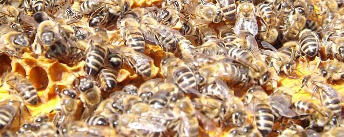 1000工蜂加一个蜂王能养活吗 多少只工蜂才能养活蜂王