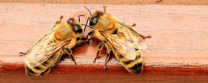 蜜蜂工蜂几天出房 工蜂从卵到出房要几天
