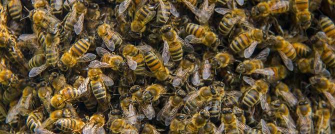 工蜂真的能变成蜂王吗 工蜂自己产出蜂王吗