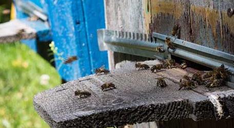 新手怎么养蜂 新手如何才能养好蜜蜂