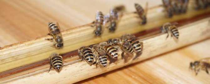 最少多少工蜂可以繁殖 工蜂为什么不能繁殖