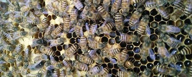 雄蜂是几倍体的生物（雄蜂为啥是二倍体的单倍体）