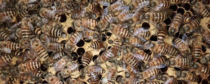 工蜂真的能繁殖后代吗 工蜂为什么不能繁殖