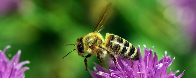蜜蜂出房几天采蜜 工蜂出房几天开始采蜜