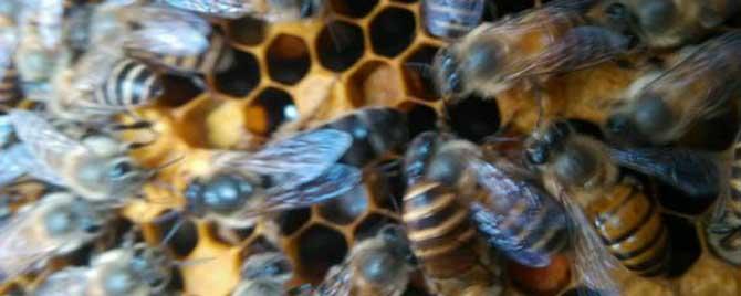蜂群中为什么要有蜂王 蜂群如果没有蜂王会怎样