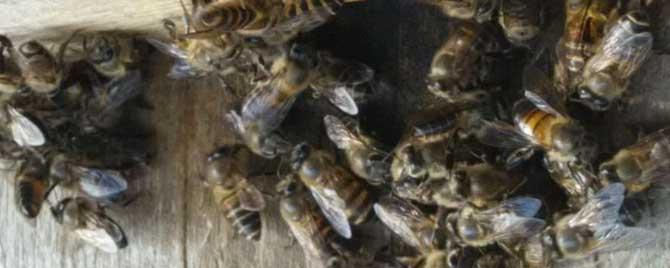 蜜蜂围王的原因是什么 工蜂围王是什么原因