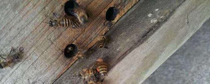 蜜蜂产雄蜂了会分蜂吗 工蜂产的雄蜂能交尾吗